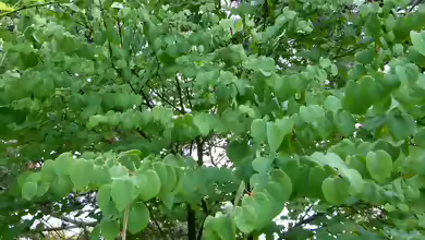 Cercidiphyllum japonicum im Garten pflanzen