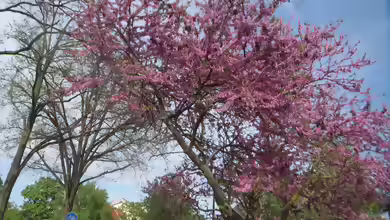 Cercis siliquastrum im Garten pflanzen