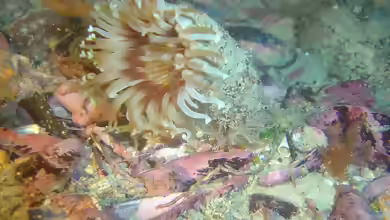 Ceriantheopsis austroafricanus im Aquarium halten