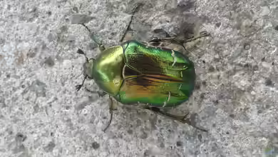 Cetonia aurata im Garten