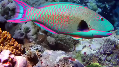 Cetoscarus bicolor im Aquarium halten