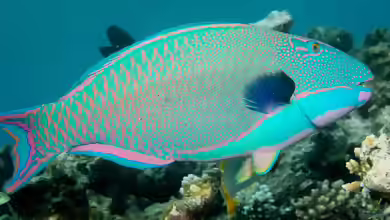 Cetoscarus ocellatus im Aquarium halten