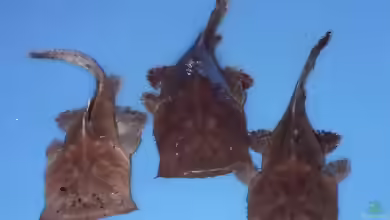 Chaca bankanensis im Aquarium halten