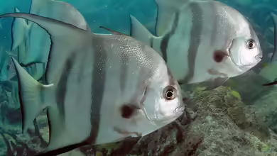 Chaetodipterus faber im Aquarium halten