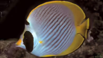 Chaetodon adiergastos im Aquarium halten