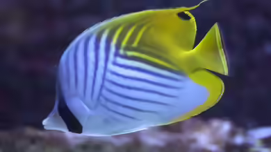 Chaetodon auriga im Aquarium halten