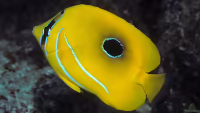 Chaetodon bennetti im Aquarium halten