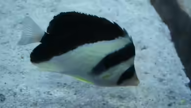 Chaetodon burgessi im Aquarium halten