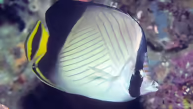 Chaetodon decussatus im Aquarium halten