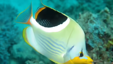 Chaetodon ephippium im Aquarium halten
