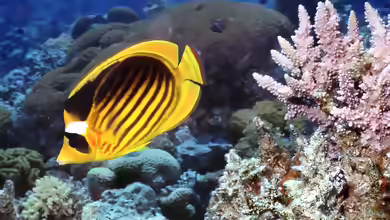 Chaetodon fasciatus im Aquarium halten