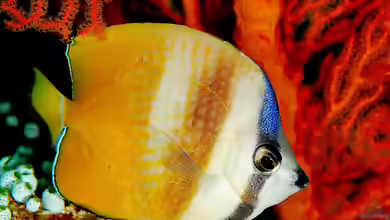 Chaetodon kleinii im Aquarium halten