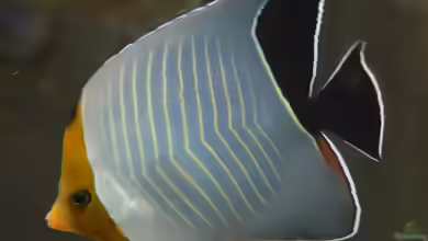 Chaetodon larvatus im Aquarium halten