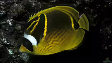 Chaetodon lunula im Aquarium halten