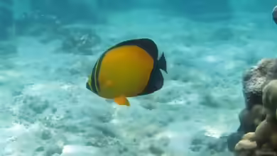 Chaetodon melapterus im Aquarium halten