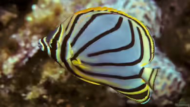 Chaetodon meyeri im Aquarium halten
