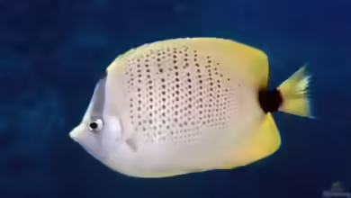 Chaetodon miliaris im Aquarium halten