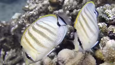 Chaetodon multicinctus im Aquarium halten