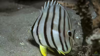 Chaetodon octofasciatus im Aquarium halten