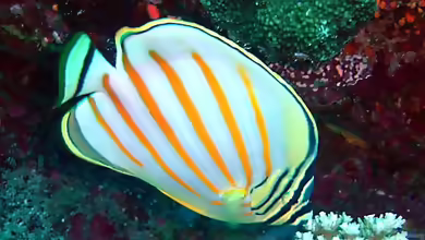 Chaetodon ornatissimus im Aquarium halten