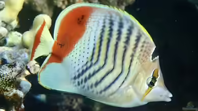 Chaetodon paucifasciatus im Aquarium halten