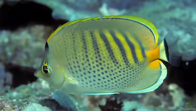 Chaetodon punctatofasciatus im Aquarium halten
