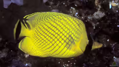 Chaetodon rafflesii im Aquarium halten