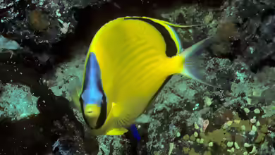 Chaetodon semeion im Aquarium halten