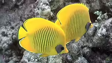 Chaetodon semilarvatus im Aquarium halten