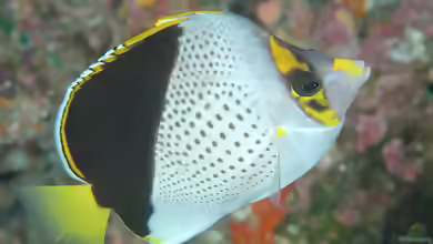 Chaetodon tinkeri im Aquarium halten