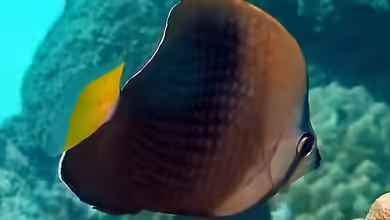 Chaetodon trichrous im Aquarium halten