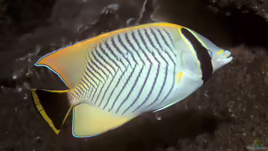 Chaetodon trifascialis im Aquarium halten