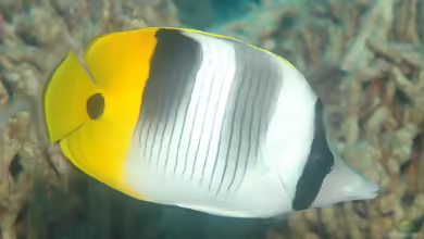 Chaetodon ulietensis im Aquarium halten