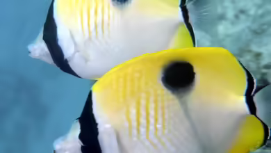Chaetodon unimaculatus im Aquarium halten