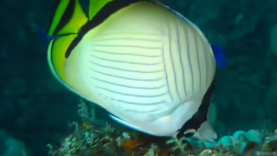 Chaetodon vagabundus im Aquarium halten