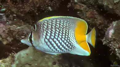 Chaetodon xanthurus im Aquarium halten