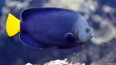 Chaetodontoplus caeruleopunctatus im Aquarium halten