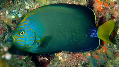Chaetodontoplus chrysocephalus im Aquarium halten