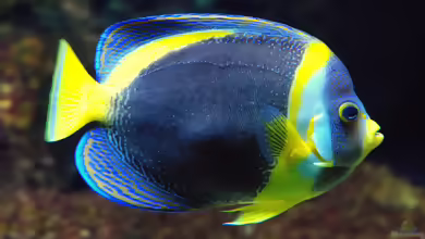 Chaetodontoplus duboulayi im Aquarium halten
