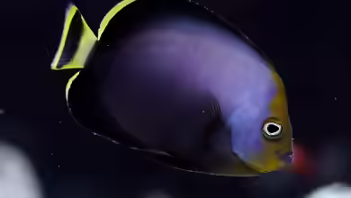 Chaetodontoplus melanosoma im Aquarium halten
