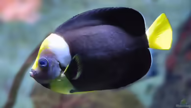 Chaetodontoplus meredithi im Aquarium halten