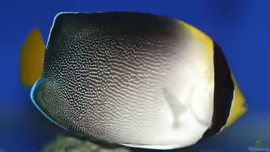 Chaetodontoplus mesoleucus im Aquarium halten