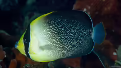 Chaetodontoplus poliourus im Aquarium halten