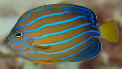 Chaetodontoplus septentrionalis im Aquarium halten