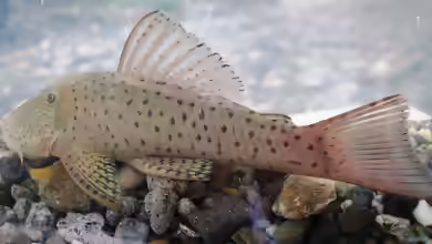 Chaetostoma milesi im Aquarium halten