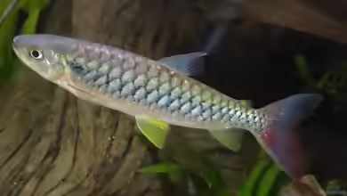 Chalceus erythrurus im Aquarium halten
