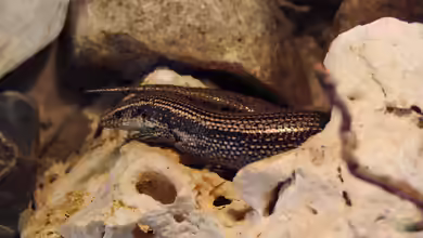 Chalcides simonyi im Terrarium halten