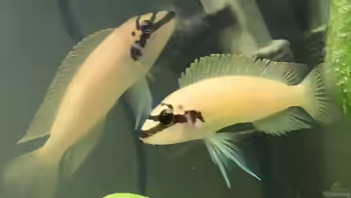 Chalinochromis brichardi im Aquarium halten