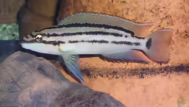 Chalinochromis popelini im Aquarium halten