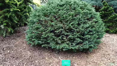 Chamaecyparis lawsoniana im Garten pflanzen
